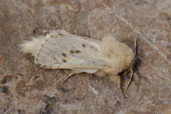 Dyspessa salicicola