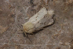 Dyspessa salicicola