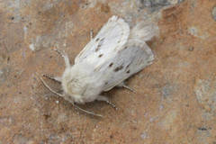 Dyspessa salicicola