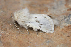 Dyspessa salicicola