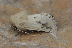 Dyspessa salicicola