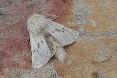Dyspessa salicicola