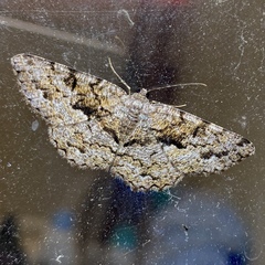 Hypomecis externaria