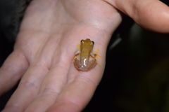 Heterixalus betsileo