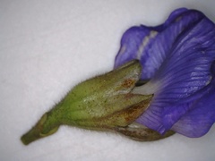 Psoralea speciosa