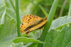 Boloria pales