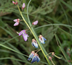 Desmodium batocaulon