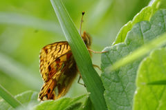 Boloria pales