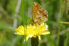 Boloria napaea