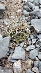 Coryphantha salinensis