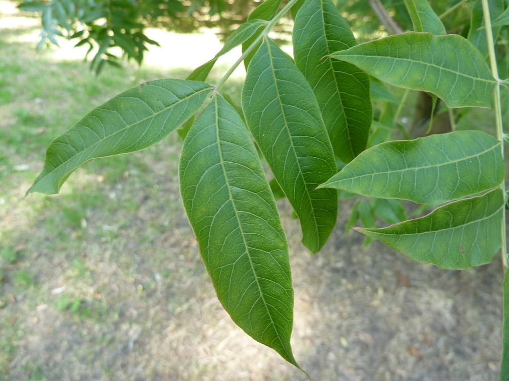 chinese pistachio tree leaf