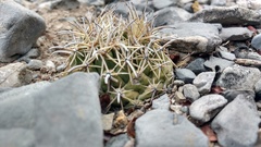 Coryphantha salinensis