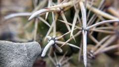 Coryphantha salinensis