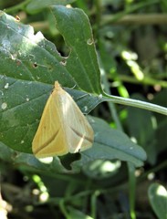Rhodometra sacraria