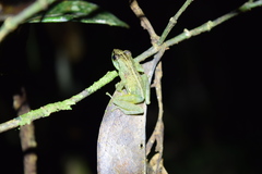 Guibemantis liber