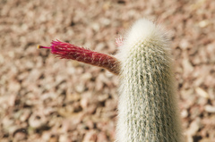 Cleistocactus strausii