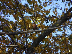 Turdus migratorius