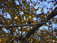Turdus migratorius
