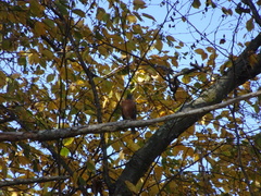 Turdus migratorius