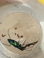 Cicindela depressula