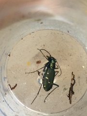 Cicindela depressula