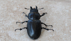 Lucanus cervus turcicus