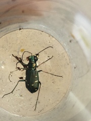 Cicindela depressula