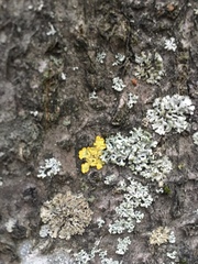 Xanthoria parietina