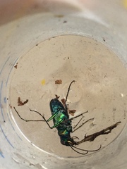 Cicindela depressula