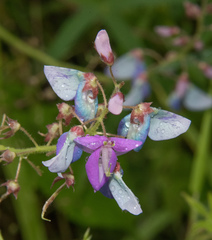 Desmodium batocaulon