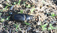 Lucanus cervus turcicus