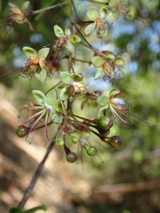 Hirtella gracilipes