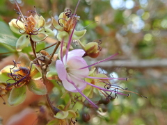 Hirtella gracilipes