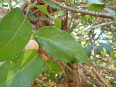 Hirtella gracilipes