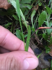 Poa annua