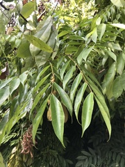 Brownea rosa-de-monte