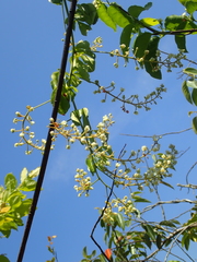 Serjania obtusidentata