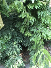 Brownea rosa-de-monte