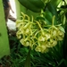 Epidendrum melistagum - Photo (c) Victor De la Cruz, μερικά δικαιώματα διατηρούνται (CC BY), uploaded by Victor De la Cruz