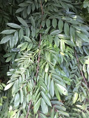 Brownea rosa-de-monte