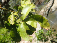 Serjania obtusidentata