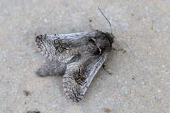 Parahypopta caestrum