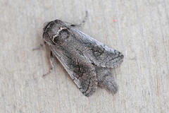 Parahypopta caestrum