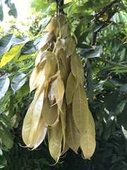 Brownea rosa-de-monte