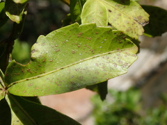 Serjania obtusidentata