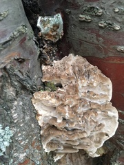 Bjerkandera adusta