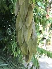 Brownea rosa-de-monte