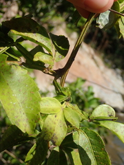 Serjania obtusidentata