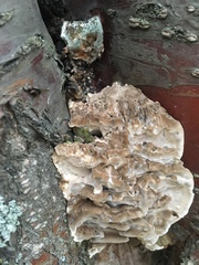 Bjerkandera adusta