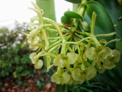 Epidendrum melistagum